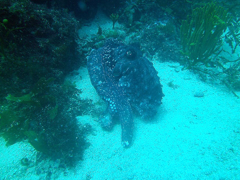 Octopus at Hen and Chicks